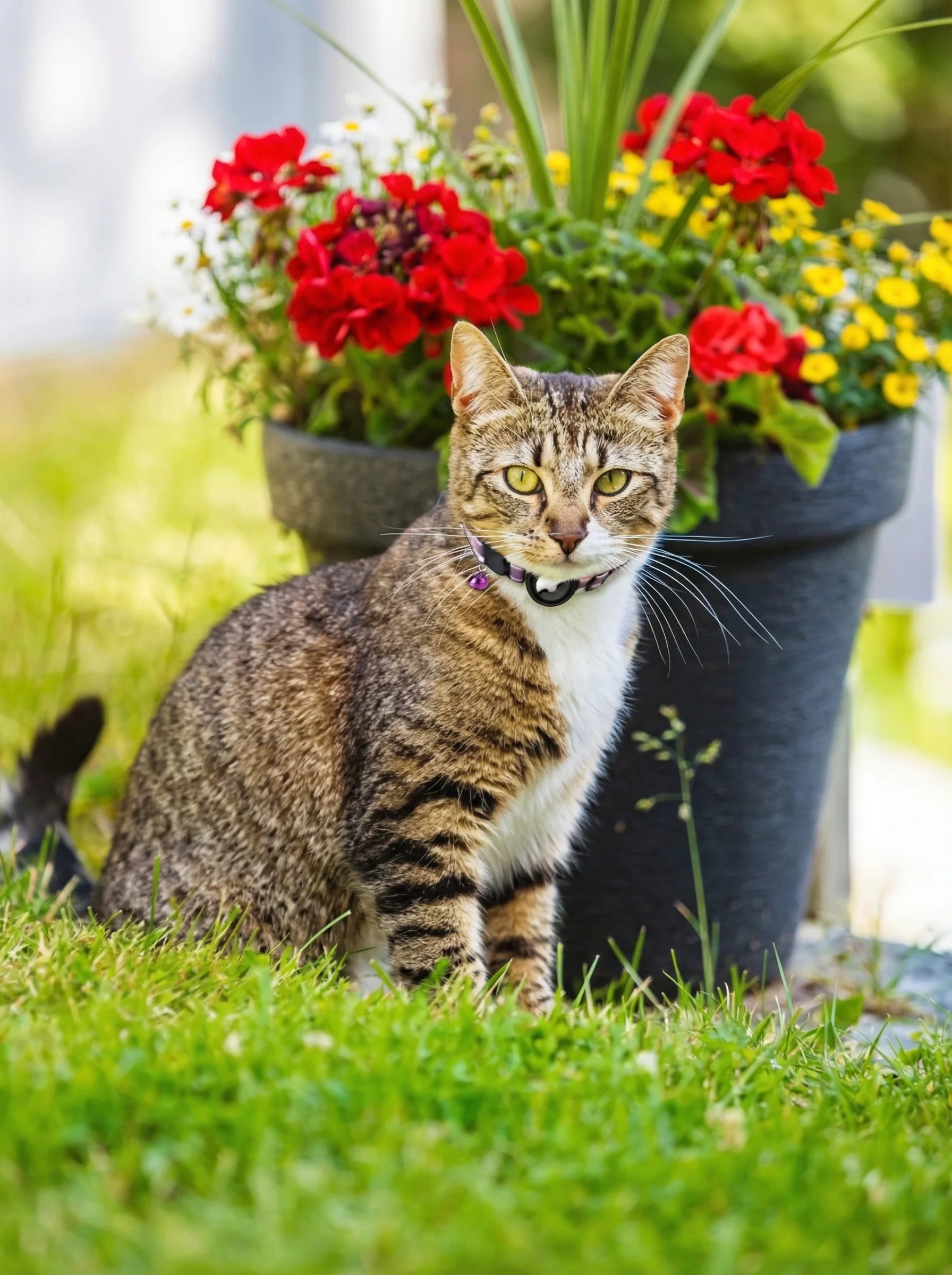Pet GPS Collar | Cat GPS Tracker-Collar-Lightsnest