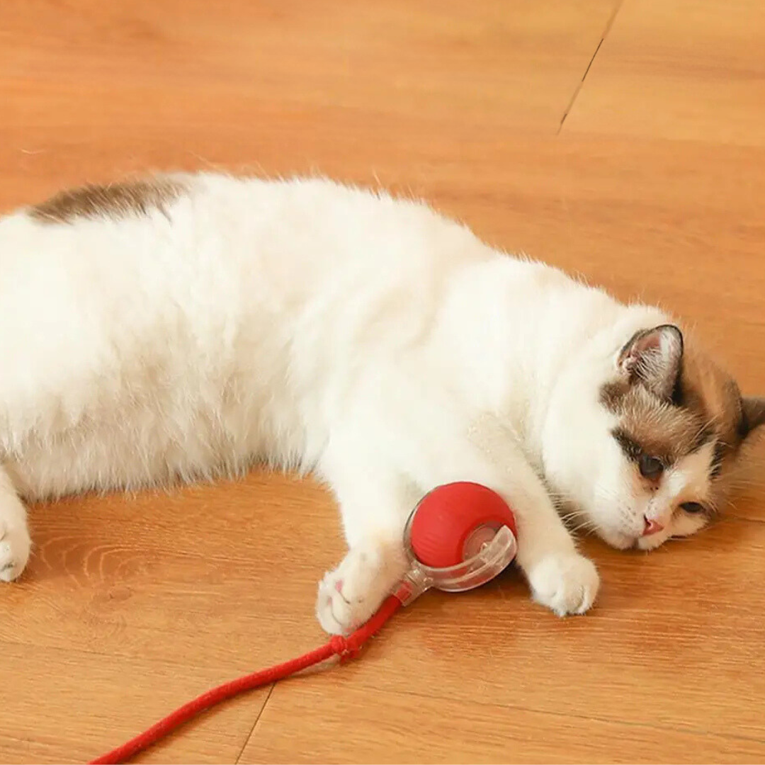 Interactive Cat Toy | Rolling Cat Ball Toy-Cat Toy-Lightsnest