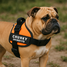 Dog Harness | Small Dog Harness With Handle-Pet Harness-Lightsnest