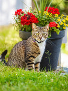 Pet GPS Collar | Cat GPS Tracker-Collar-Lightsnest