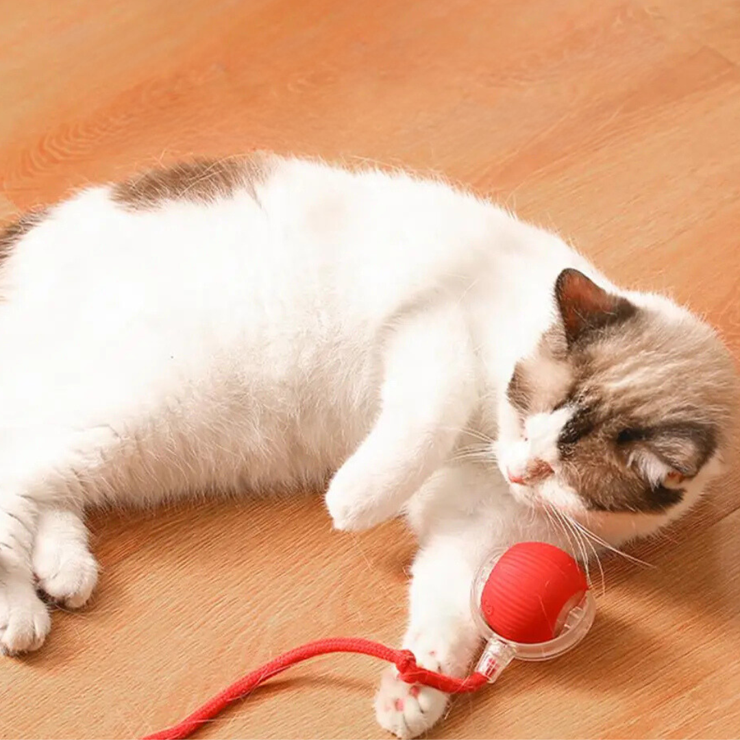 Interactive Cat Toy | Rolling Cat Ball Toy-Cat Toy-Lightsnest
