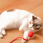 Interactive Cat Toy | Rolling Cat Ball Toy-Cat Toy-Lightsnest