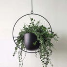 Flower Pot | Hanging Baskets-Flower Pot-Lightsnest